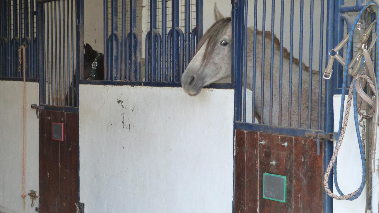 Gite Et Relais Equestre De Marie Tours-en-Vimeu Ngoại thất bức ảnh
